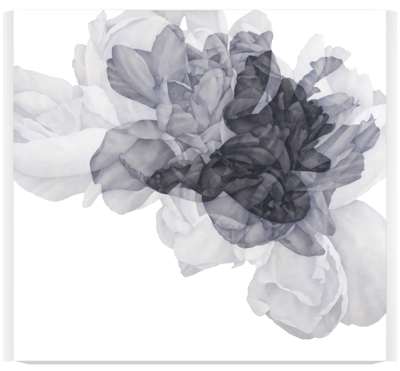 Greg MURR, Nascence [study 455]